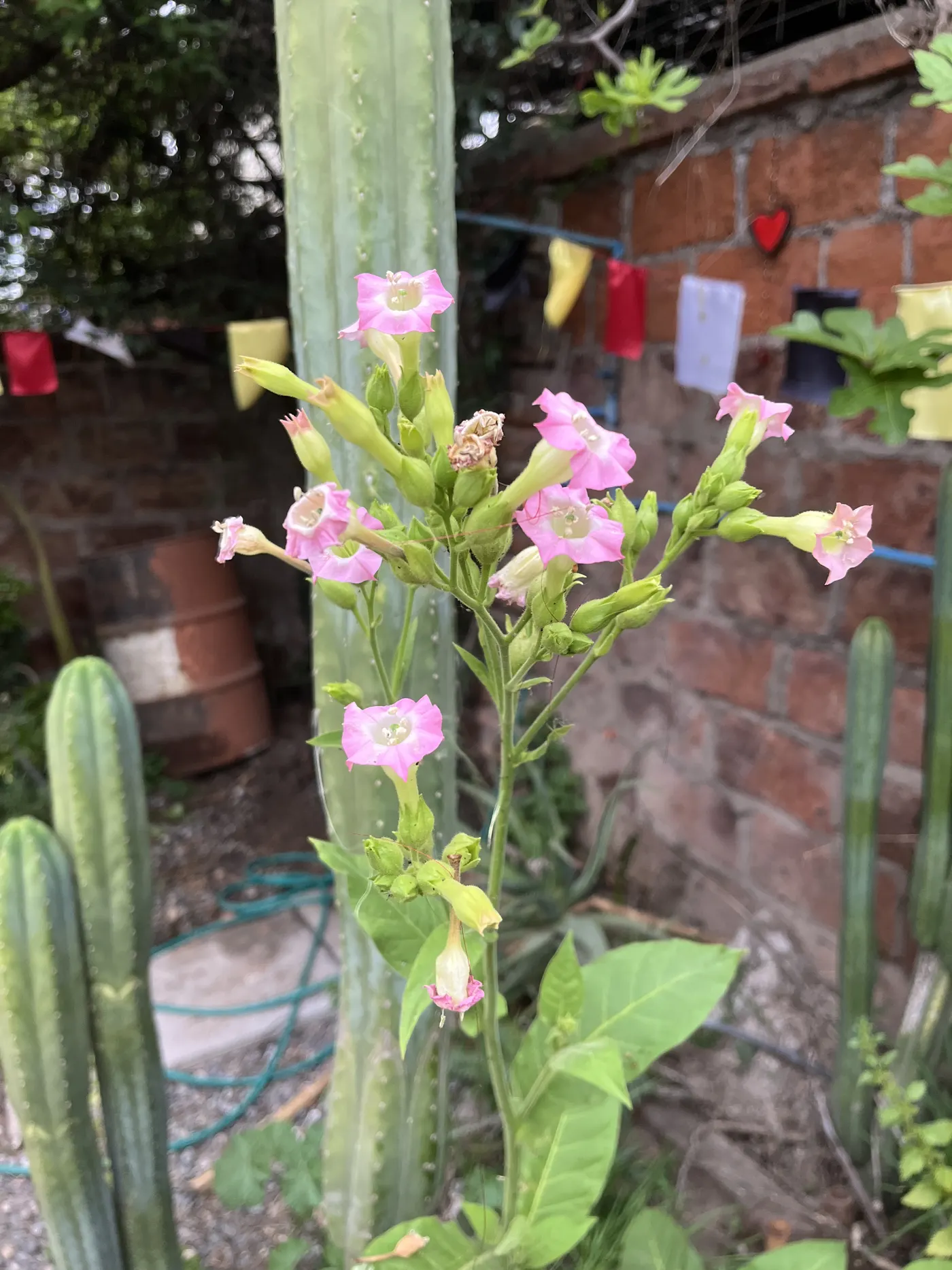 Flores rosadas de tabaco junto a los cactus del patio